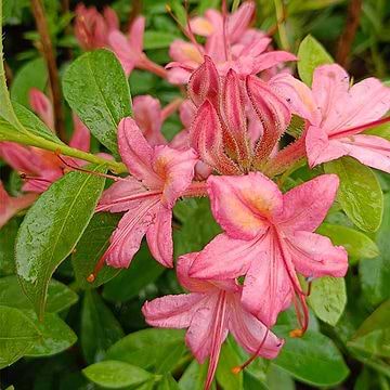 Lvfldende Azalea (Rhododendron 'Soir de Paris') 25-50 cm