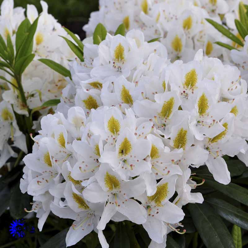 Madame Masson hvid rhododendron