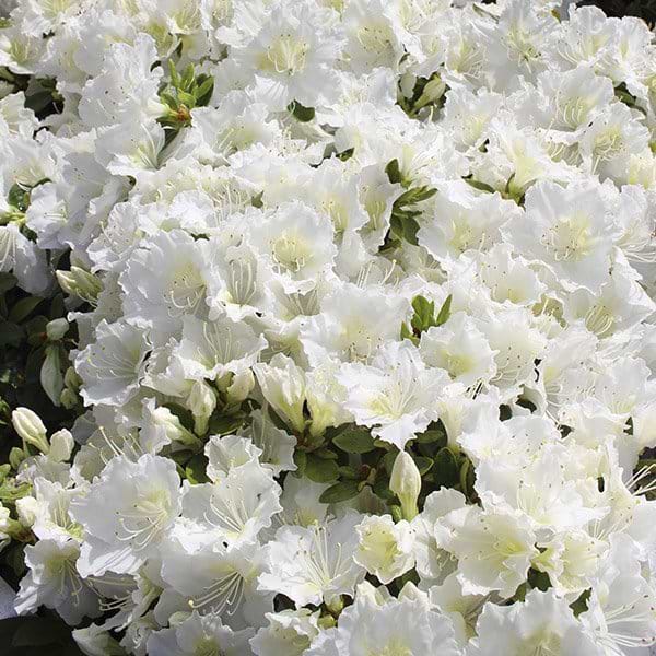 Rhododendron Maischnee