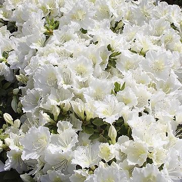 Rhododendron (Rhododendron hybrid 'Tarragona') 30-40 cm