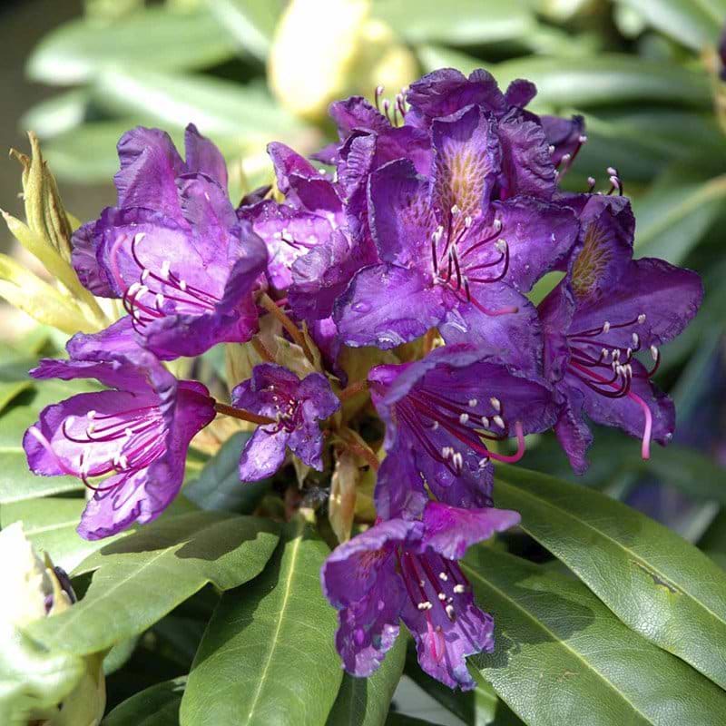 lilla rhododendron