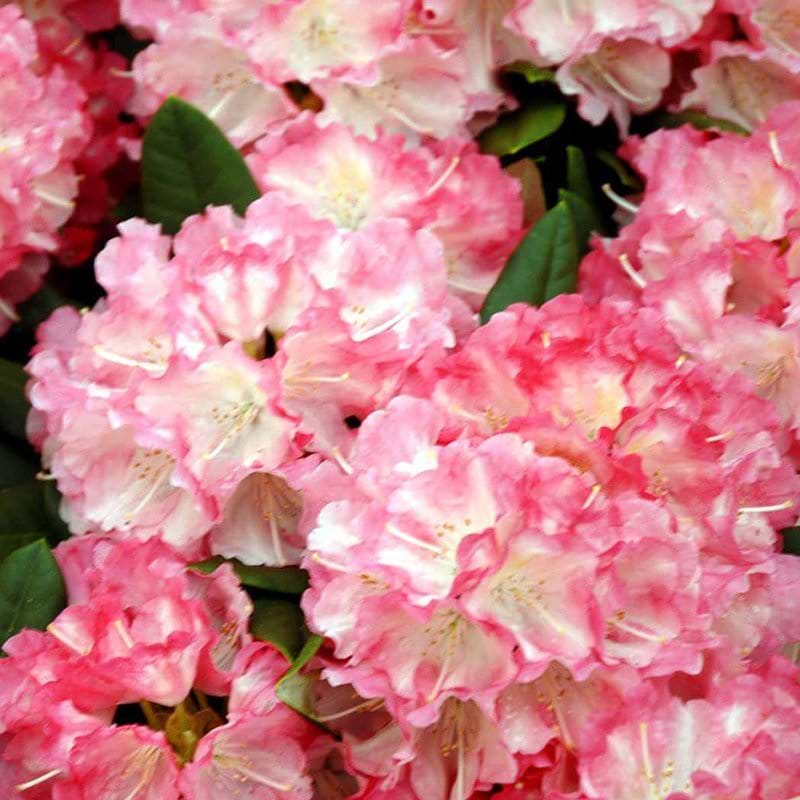 Rhododendron Marlis busk