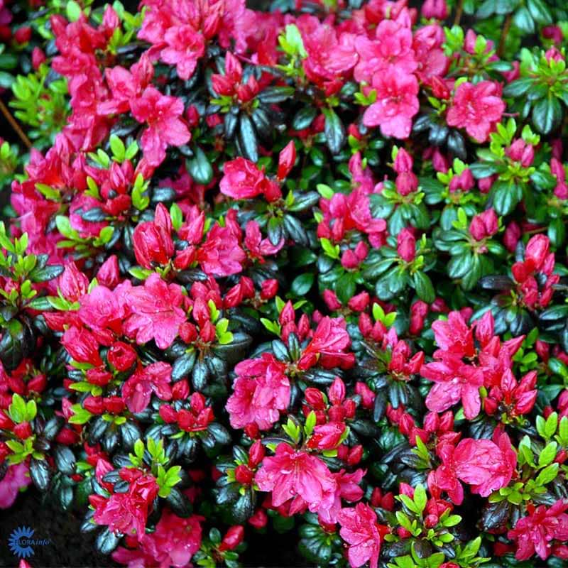 Japansk azalea (Rhododendron 'Maruschka') 15-25 cm