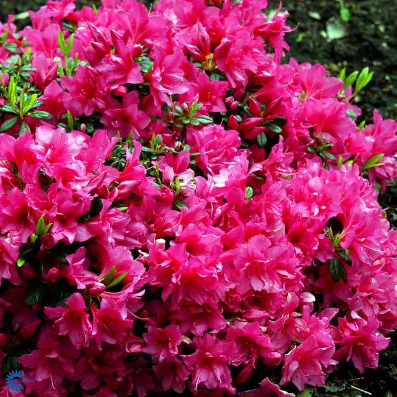 Rhododendron Melina