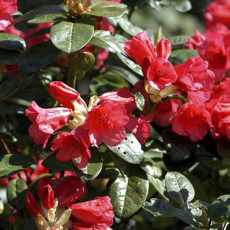 rhododendron