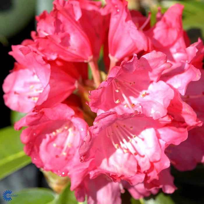 Rhododendron (Rhododendron yak. 'Morgenrot') - Flere varianter