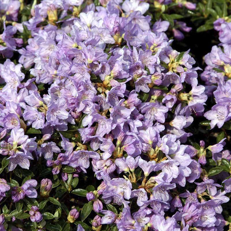 lilla rhododendron