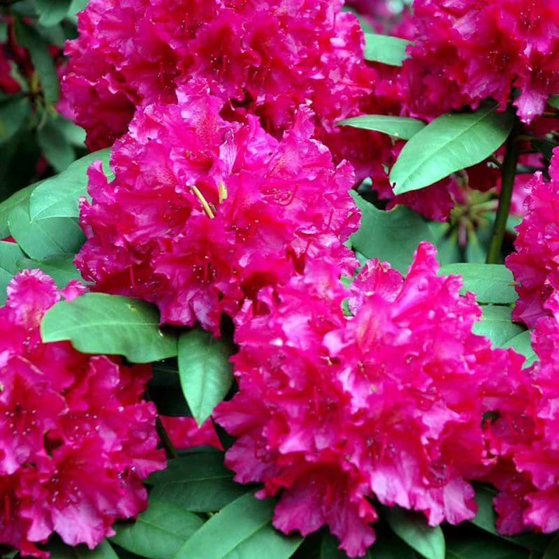 Rhododendron Mrs. P. den Ouden blomst