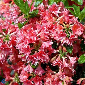 Rhododendron 'Berryrose' 60-80cm