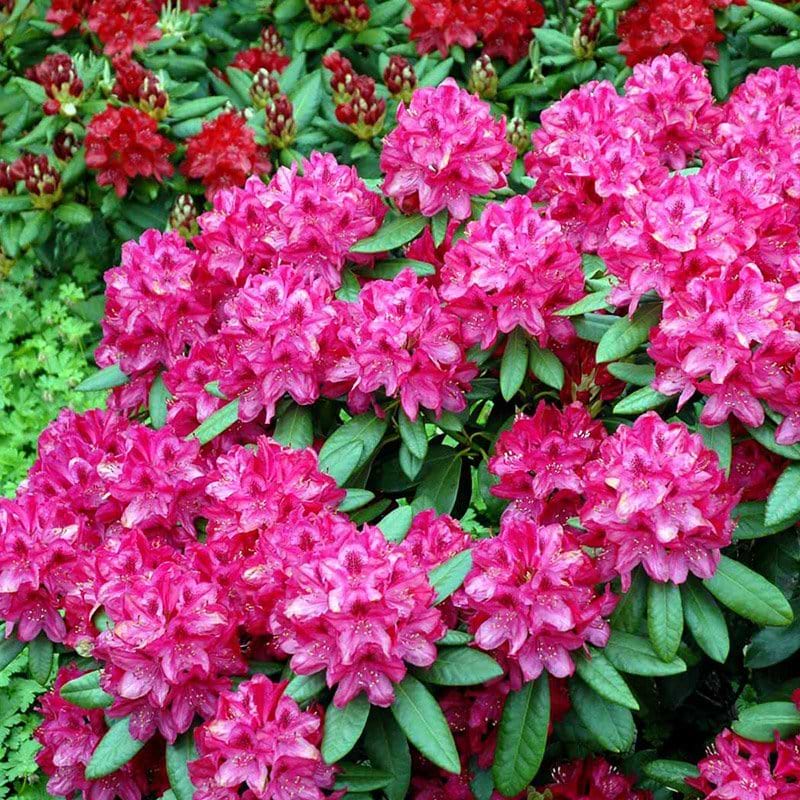 Rhododendron Nova Zembla busk