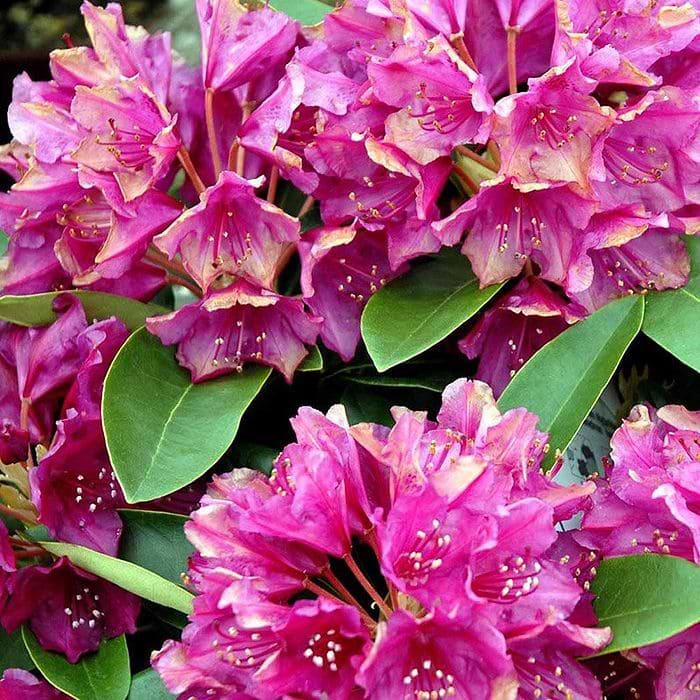 Rhododendron (Rhododendron 'Old Port') 30-40 cm
