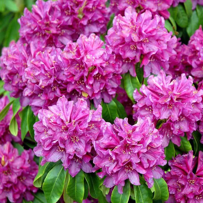 Rhododendron Old Port busk