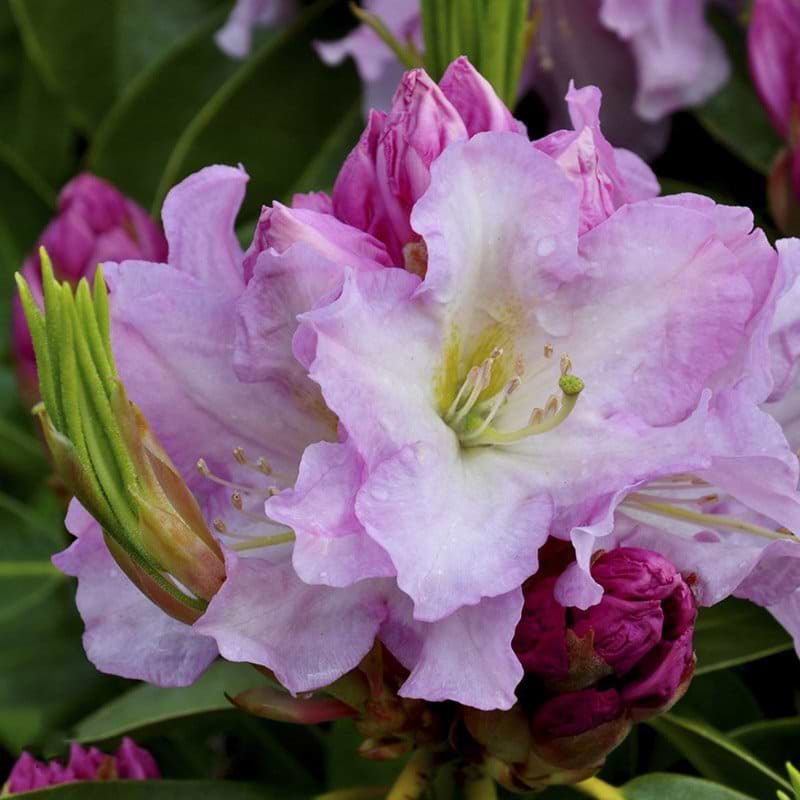 Rhododendron