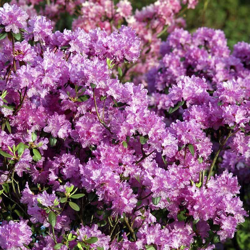 lyserøde blomster