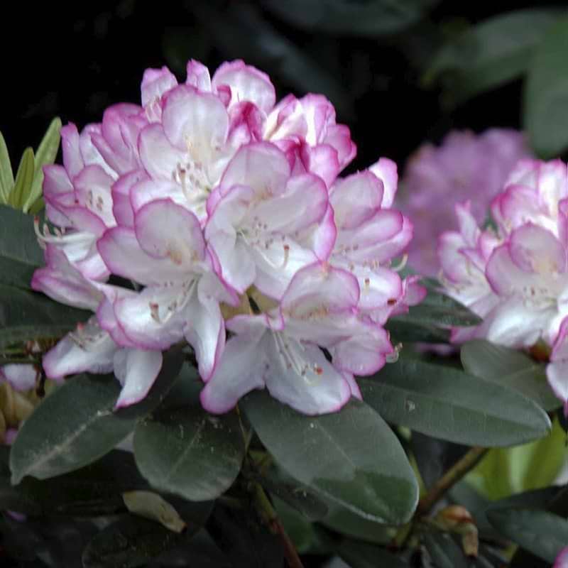 Rhododendron Picotee
