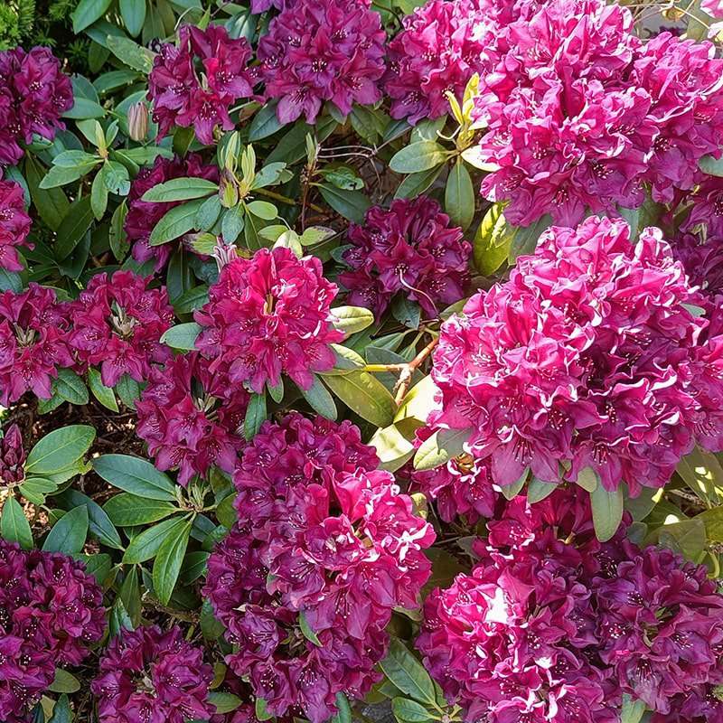 floraison rhododendron Rhododendron prcoce, floraison ds fvrier