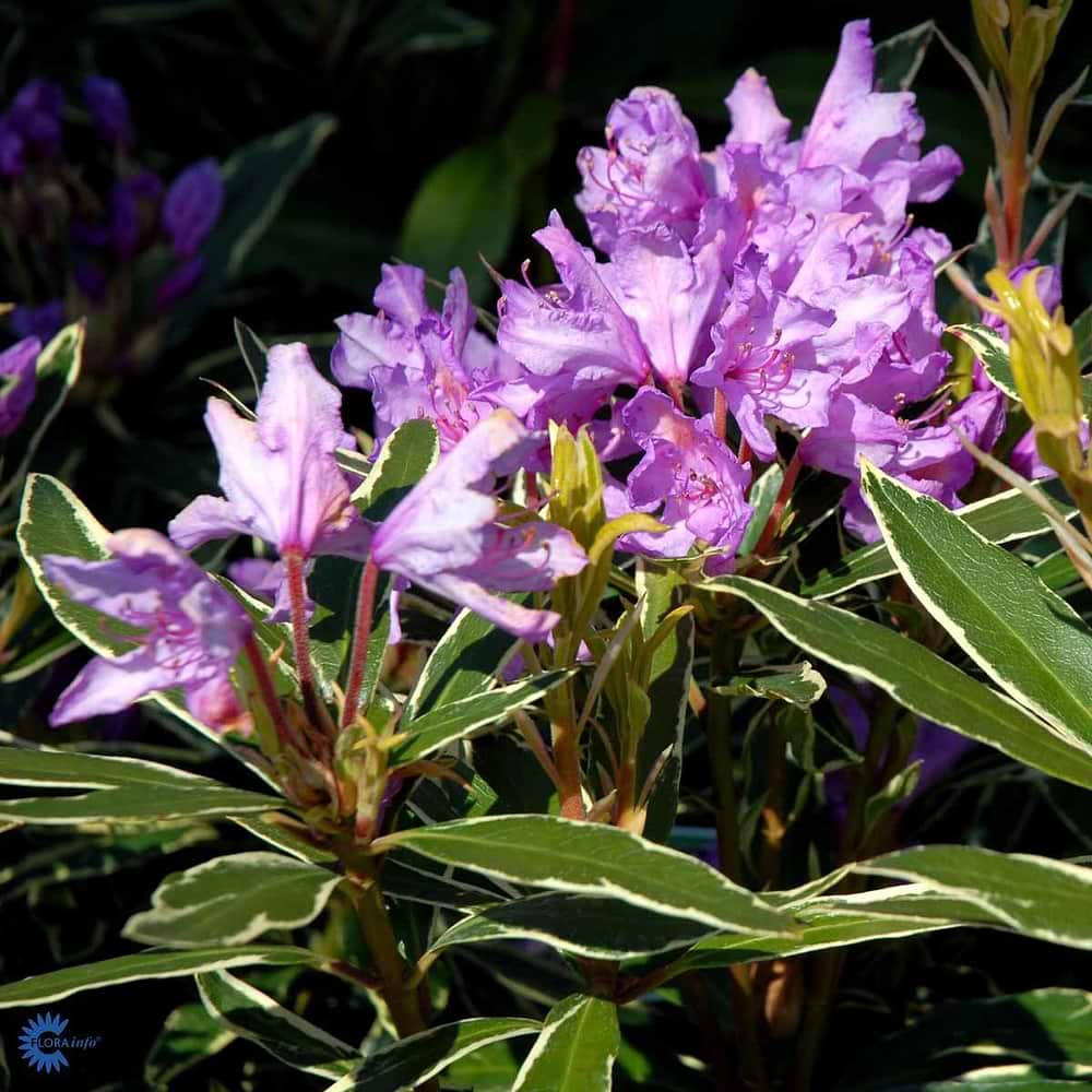 Rhododendron Variegatum
