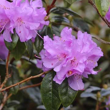 Rhododendron Jap. 'Scotian Rosebud' 20-25cm