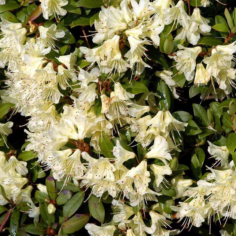Rhododendron Princess Anne