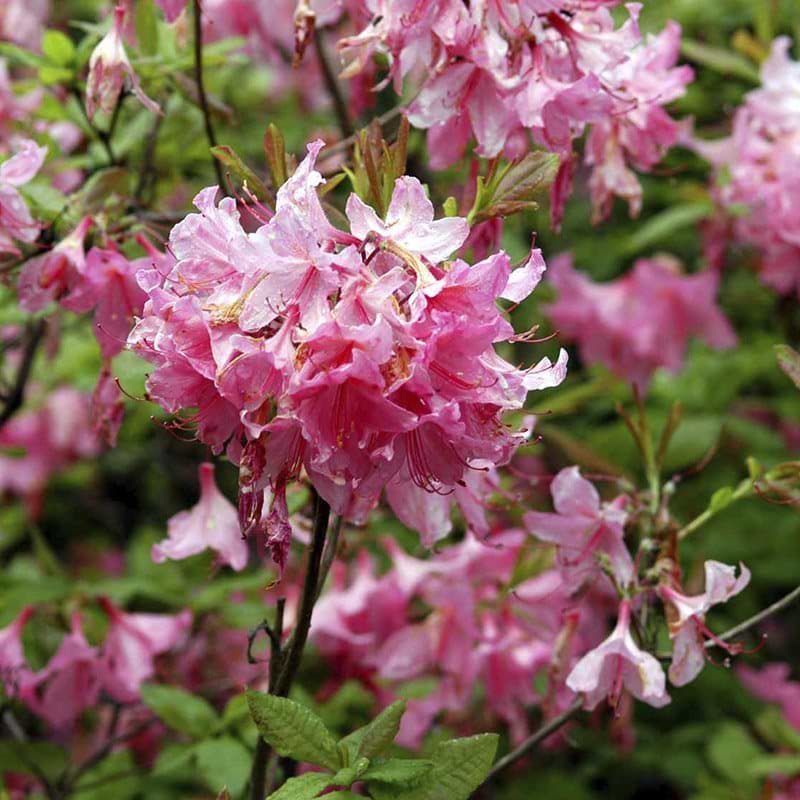 rosa blomster