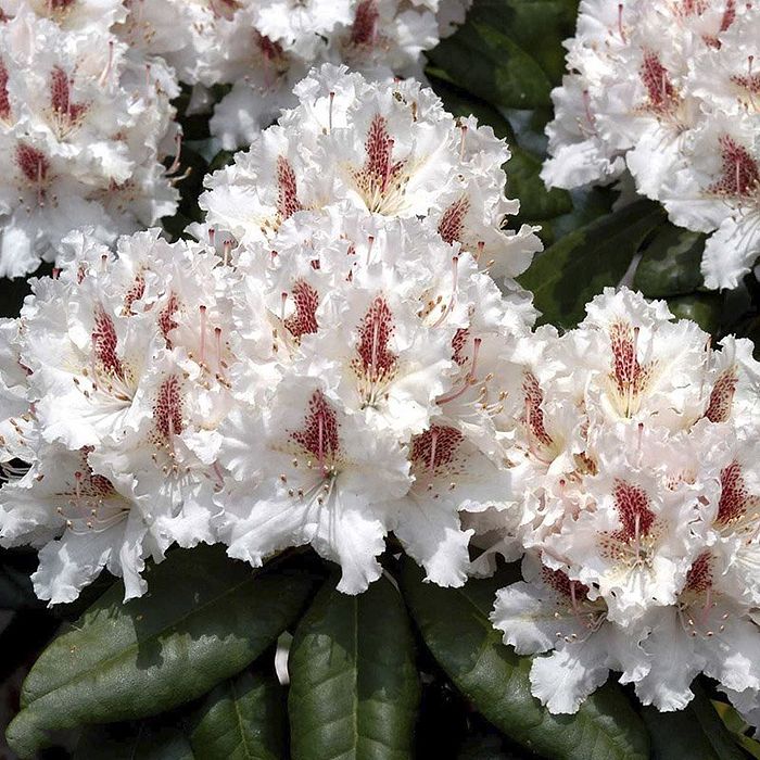 Rhododendron (Rhododendron 'Progres') 30-40 cm*
