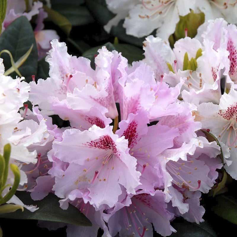 Rhododendron