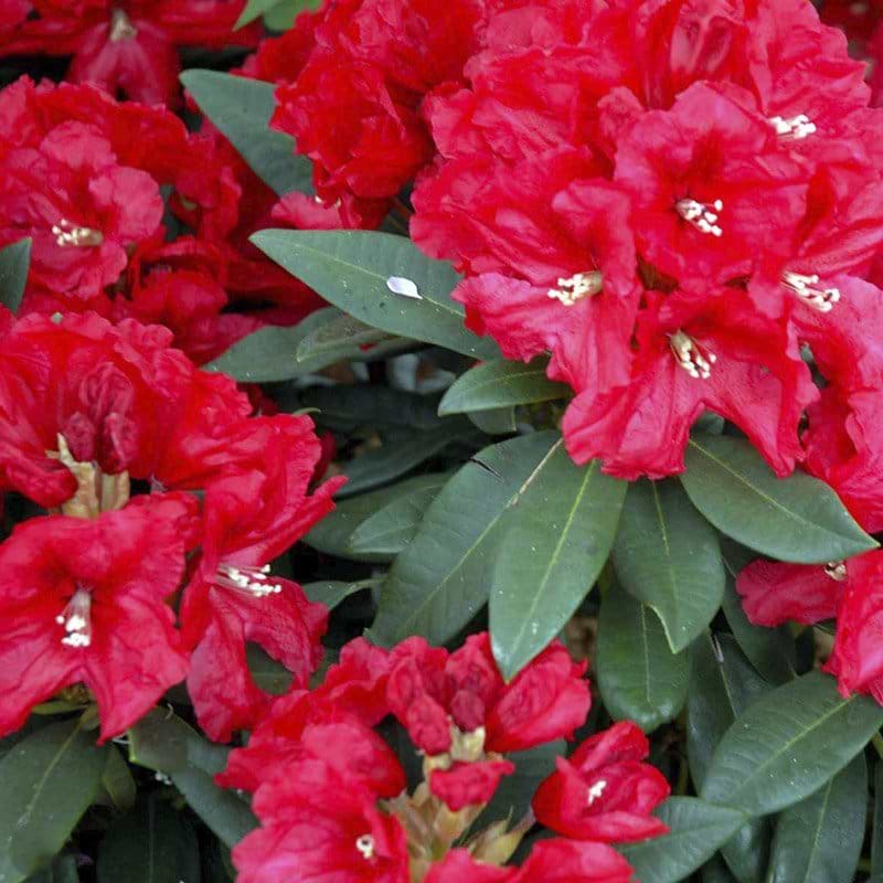 rød Rhododendron