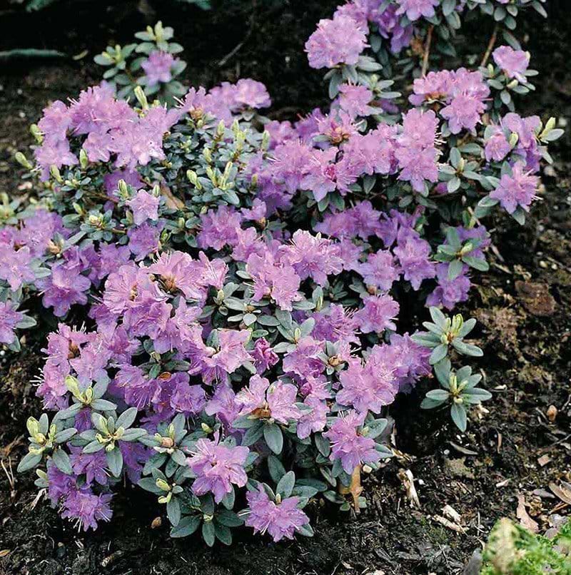 Rhododendron Ramapo busk
