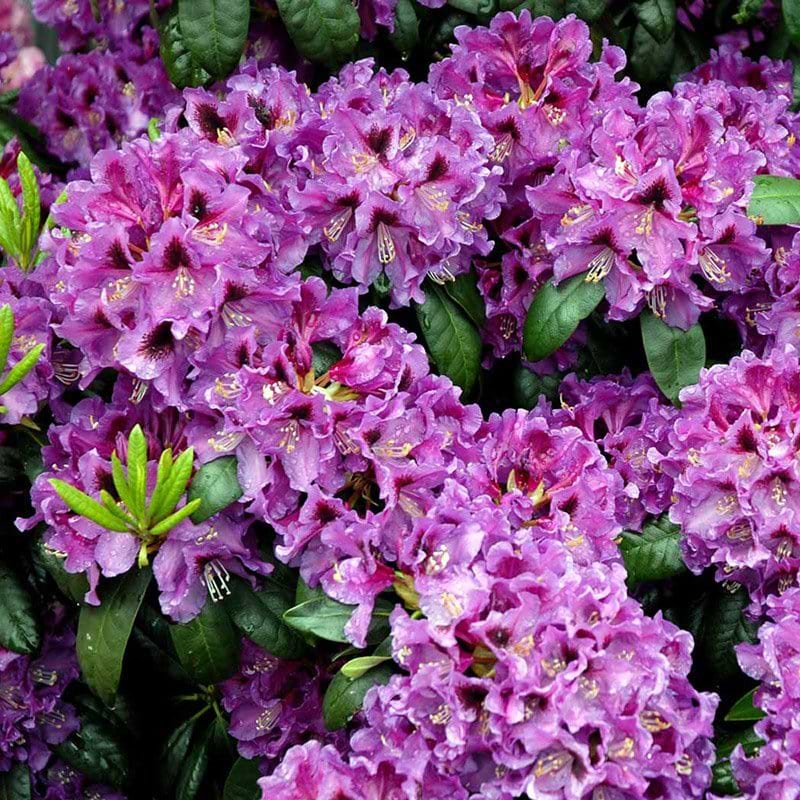 Rhododendron Rasputin