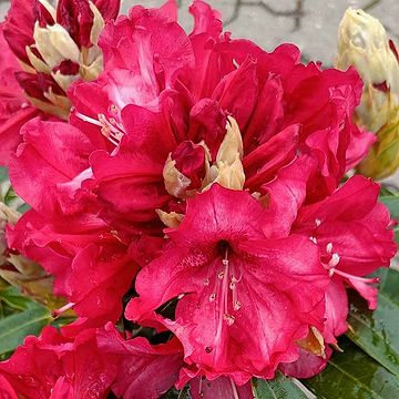 Rhododendron (Rhododendron ponticum Grazeasy 'Dark Pink' Inkarho) | 30-40  cm | Se online her