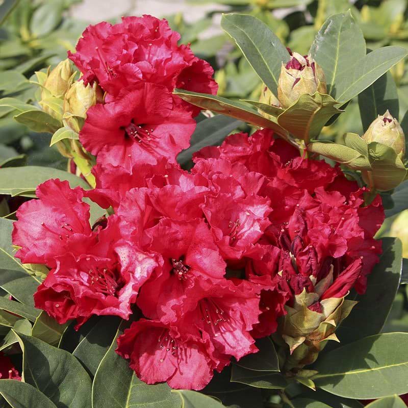 rhododendron gold bukett Rhododendron Gold Bukett 60-70cm Geel – Tuinplantkopen main image 1