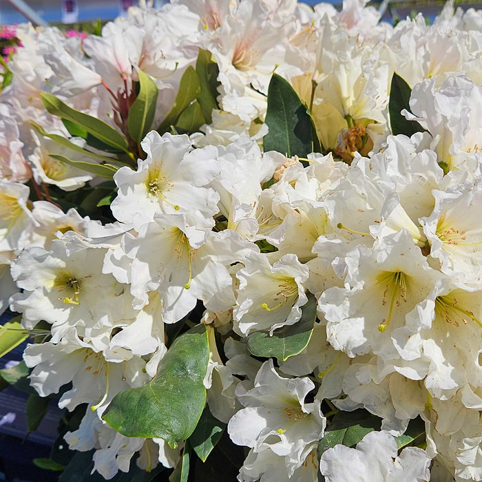 Rhododendron (Rhododendron 'Dufthecke Hvid INKARHO')