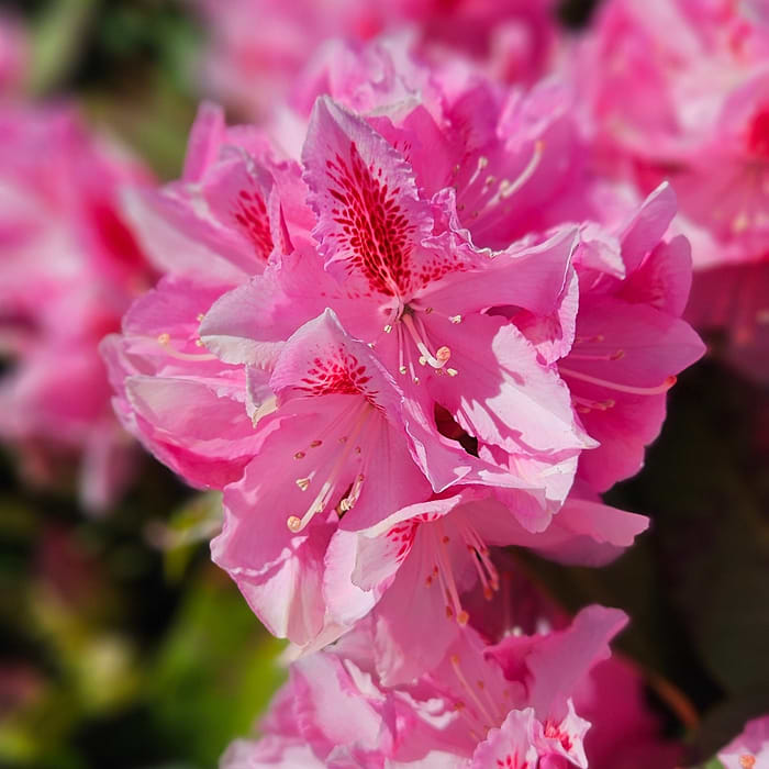 Rhododendron (Rhododendron 'Furnivalls Daughter') 30-40 cm