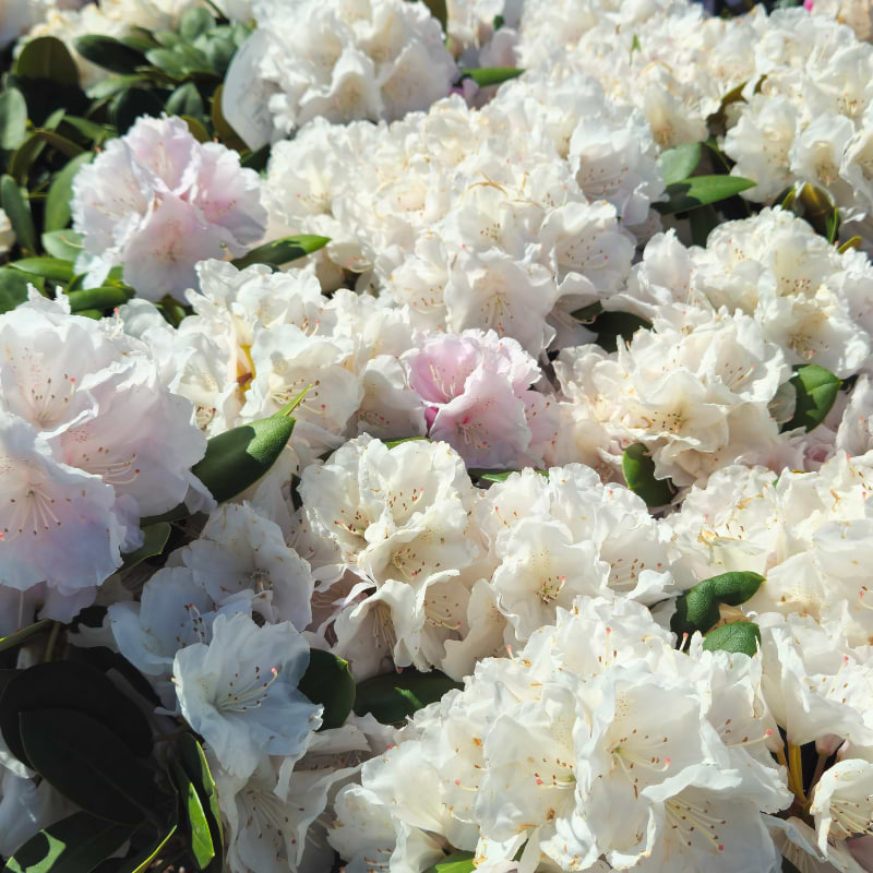 Rhododendron (Rhododendron yak. 'Schneekrone')