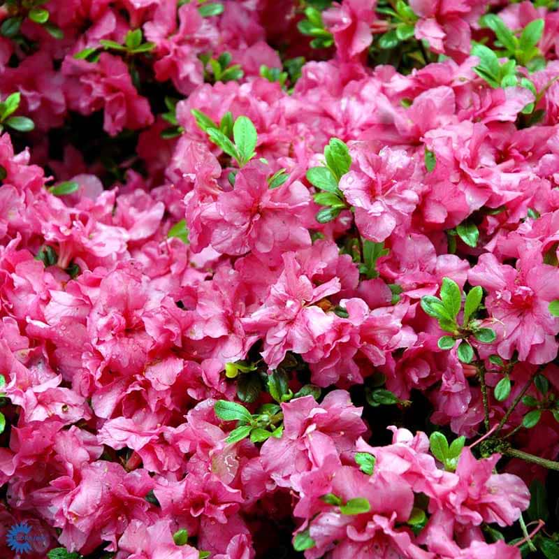 Rhododendron Rokoko