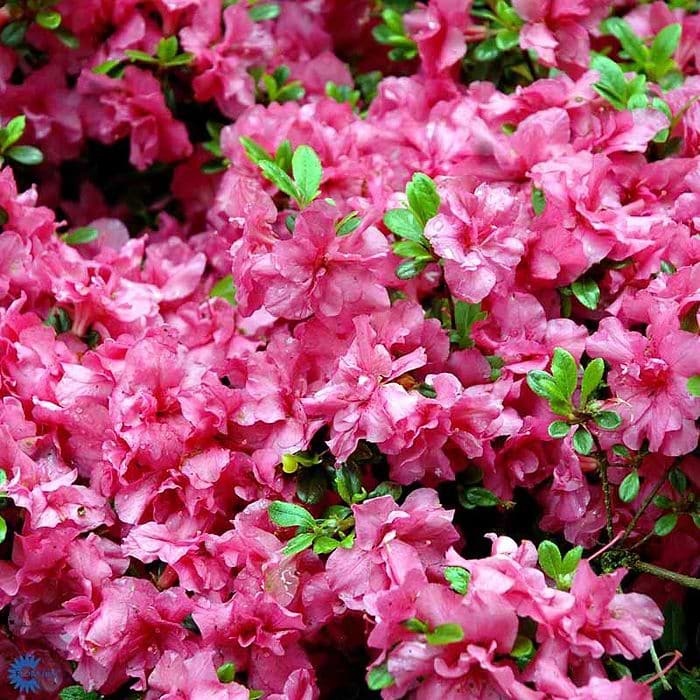 Rhododendron (Rhododendron 'Rokoko') - Flere varianter