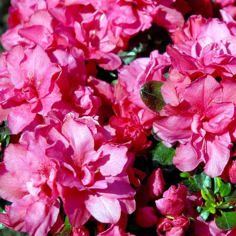 Rhododendron Rokoko blomst 25-35 CM
