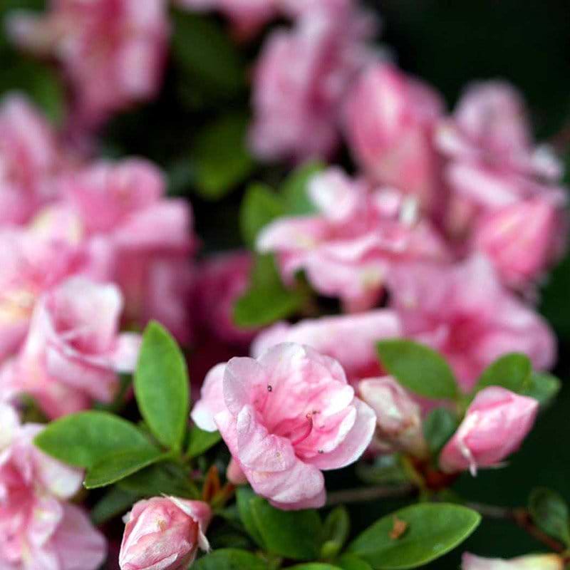 Lyserød rhododendron