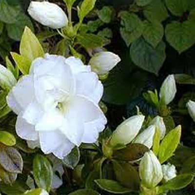 Rhododendron Rose Bud White