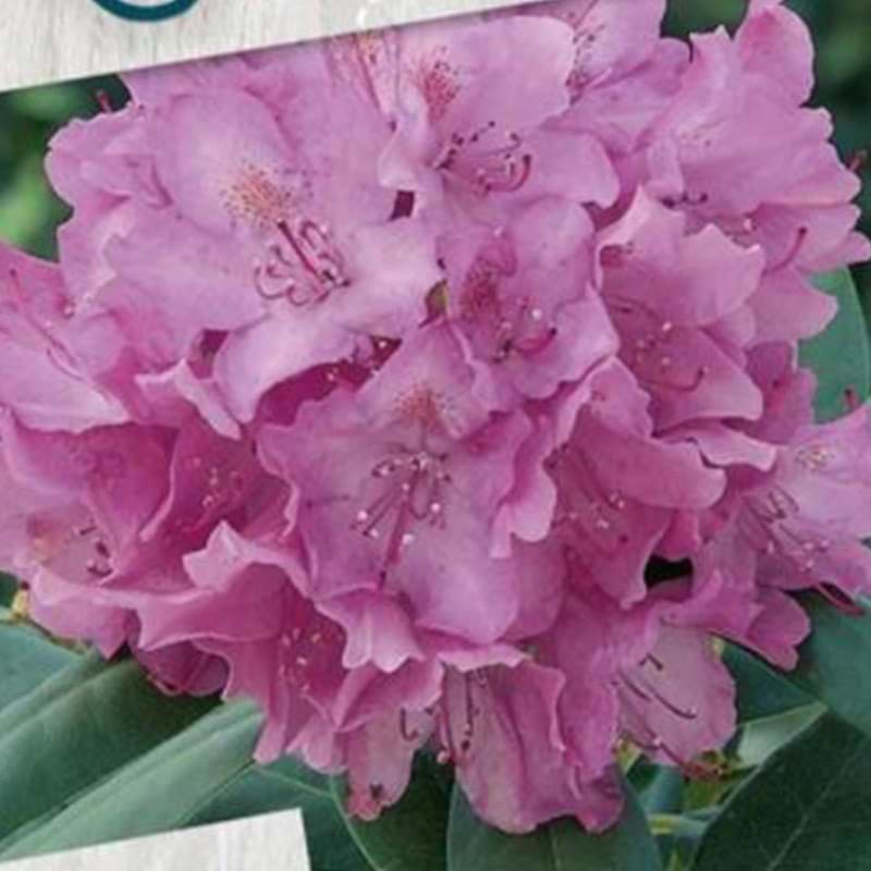 rhododendron roseum