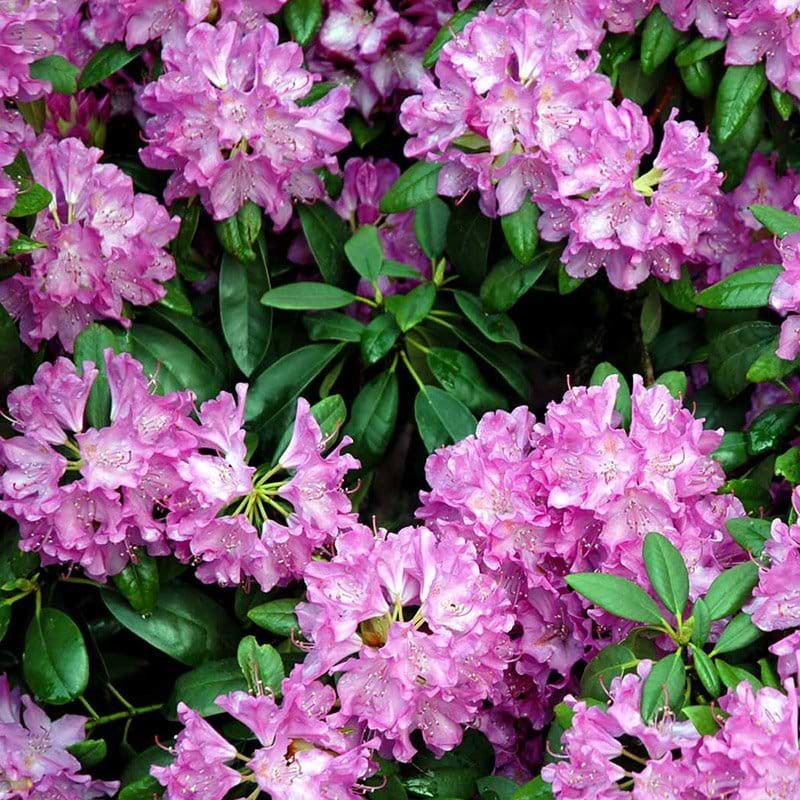 Rhododendron Roseum Elegans i blomst
