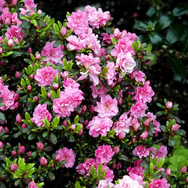Rhododendron Rosinetta