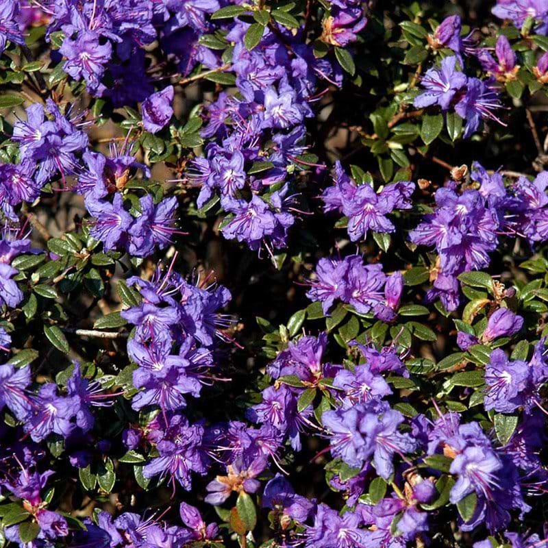 Rhododendron (Rhododendron 'Saint Merryn') 20-25 cm