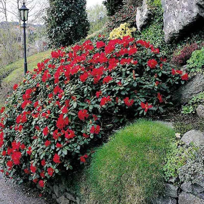 Rhododendron (Rhododendron 'Scarlet Wonder') - Flere varianter