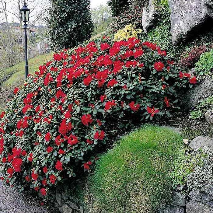 thuja aus polen Thuja occidentalis Smaragd