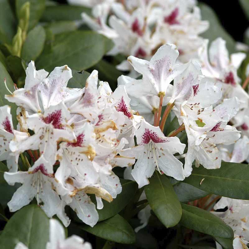 hvid rhododendron