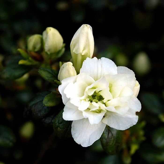 Rhododendron (Rhododendron 'Schneeperle') 15-30 cm