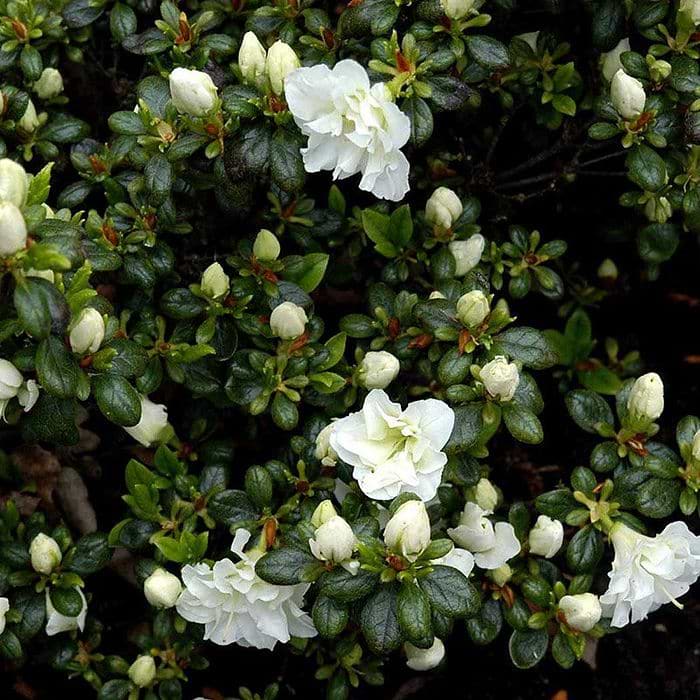 Rhododendron (Rhododendron 'Schneeperle') 15-30 cm
