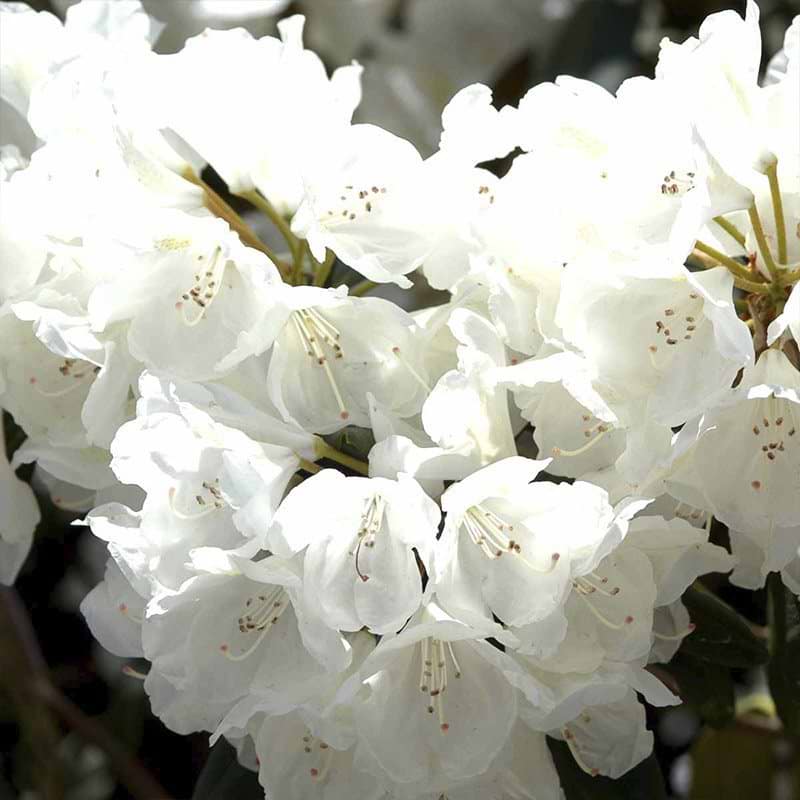 rhododendron