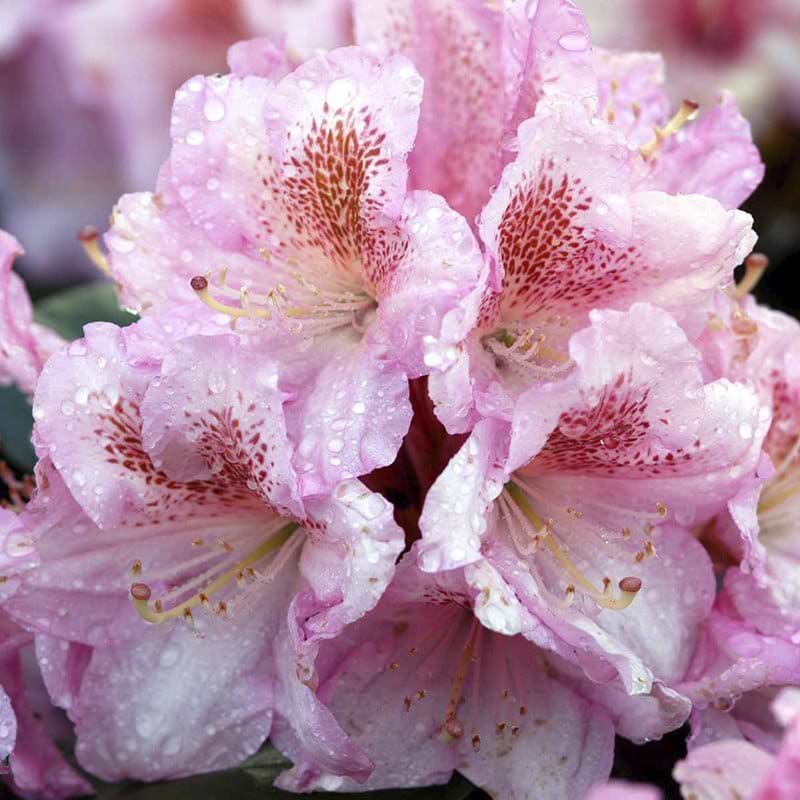 Rhododendron Scintillation